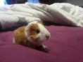 /album/meerschweinchen/a20160105-082148-2-jpg/